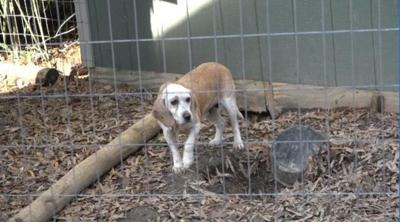 Louisa dog sanctuary receives grant for better fencing